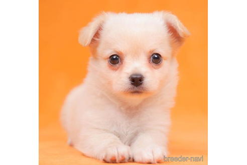 成約済の東京都のチワワ(ロングコート)-203764の1枚目