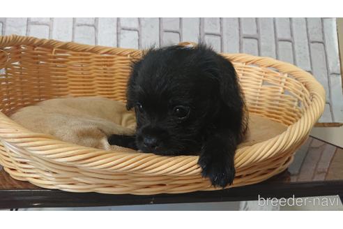 成約済の岡山県のミックス犬-199574の22枚目