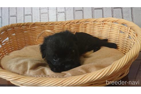 成約済の岡山県のミックス犬-199574の20枚目