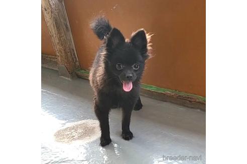 成約済の茨城県のミックス犬-185849の7枚目