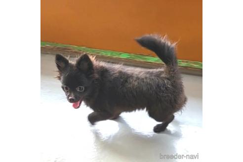 成約済の茨城県のミックス犬-185849の6枚目