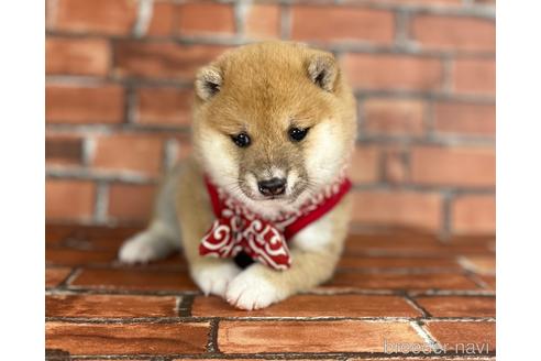 成約済の福岡県の豆柴-203842の3枚目