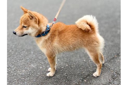 風虎くん1枚目