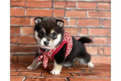 成約済の福岡県の豆柴-203850の4枚目