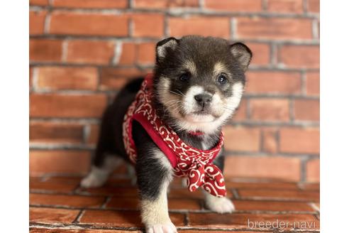 成約済の福岡県の豆柴-203850