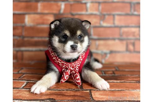 成約済の福岡県の豆柴-203850の2枚目