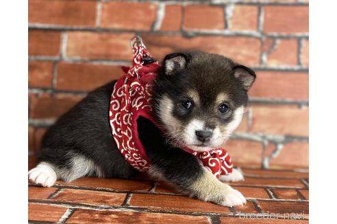 成約済の福岡県の豆柴-203850の3枚目