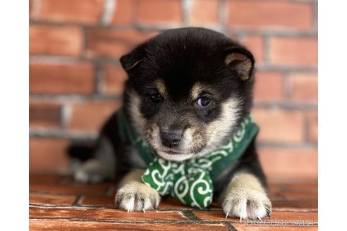 成約済の福岡県の豆柴-203852の2枚目