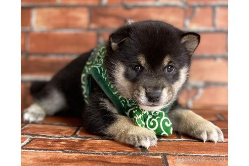 成約済の福岡県の豆柴-203852の3枚目