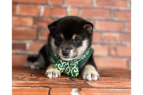 成約済の福岡県の豆柴-203852の1枚目