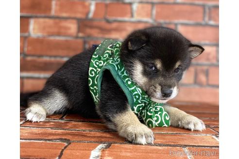 成約済の福岡県の豆柴-203852の4枚目