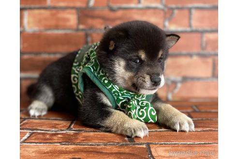 成約済の福岡県の豆柴-203852の5枚目