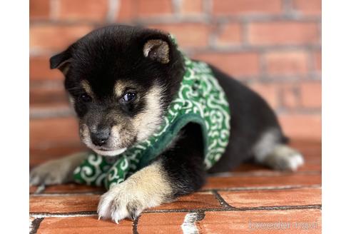 成約済の福岡県の豆柴-203852の6枚目