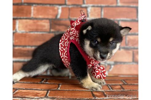 成約済の福岡県の豆柴-203866の8枚目