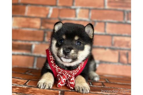 成約済の福岡県の豆柴-203866の1枚目