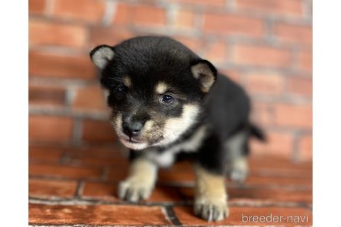 成約済の福岡県の豆柴-203866の9枚目