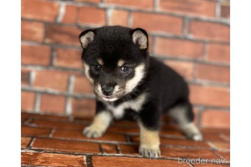 成約済の福岡県の豆柴-203866の2枚目