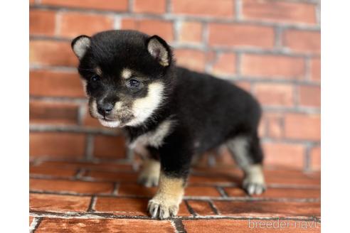 成約済の福岡県の豆柴-203866の3枚目