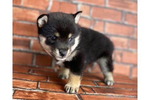 成約済の福岡県の豆柴-203866の4枚目