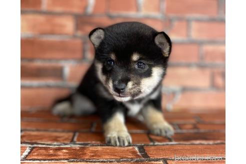 成約済の福岡県の豆柴-203866の5枚目