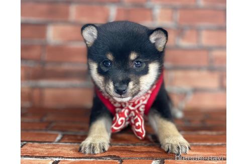 成約済の福岡県の豆柴-203866の6枚目