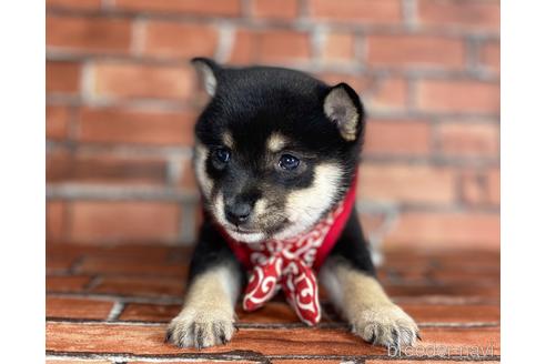 成約済の福岡県の豆柴-203866の7枚目