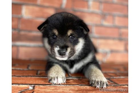 成約済の福岡県の豆柴-203869の5枚目