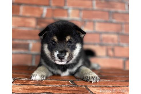 成約済の福岡県の豆柴-203869の2枚目