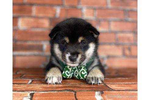 成約済の福岡県の豆柴-203869の3枚目