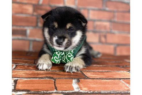 成約済の福岡県の豆柴-203869の4枚目