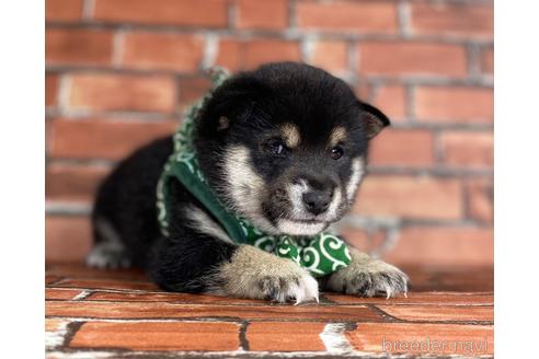 成約済の福岡県の豆柴-203869の1枚目