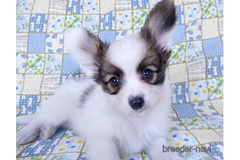 成約済の千葉県のパピヨン-201358の3枚目