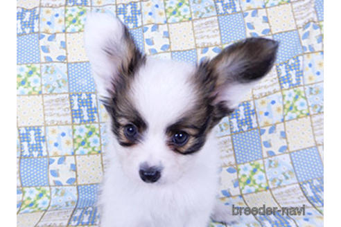 成約済の千葉県のパピヨン-201358の1枚目