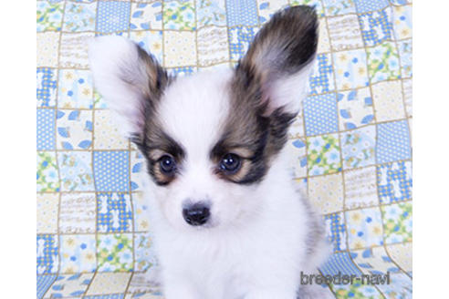 成約済の千葉県のパピヨン-201358の4枚目