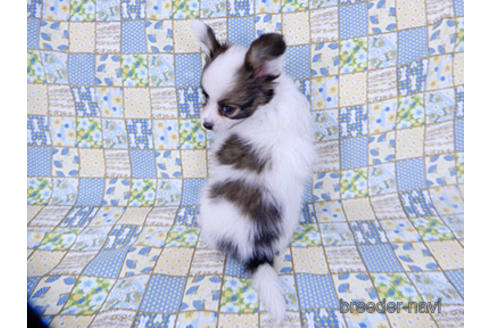 成約済の千葉県のパピヨン-201358の2枚目