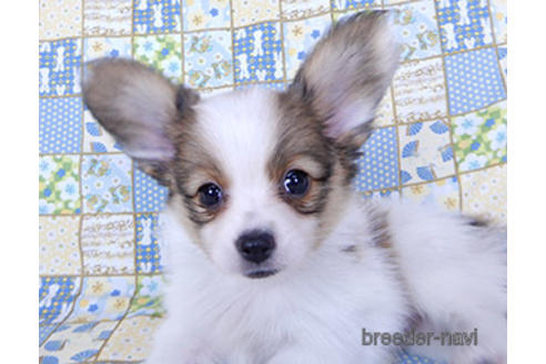 成約済の千葉県のパピヨン-201373の3枚目