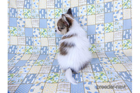 成約済の千葉県のパピヨン-201373の4枚目