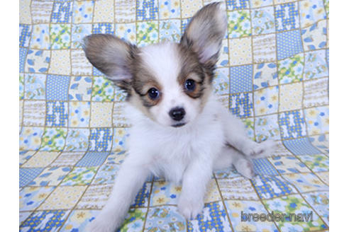 成約済の千葉県のパピヨン-201373の1枚目