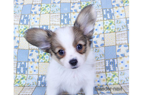 成約済の千葉県のパピヨン-201373の2枚目