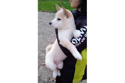 成約済の北海道の柴犬-203904の1枚目