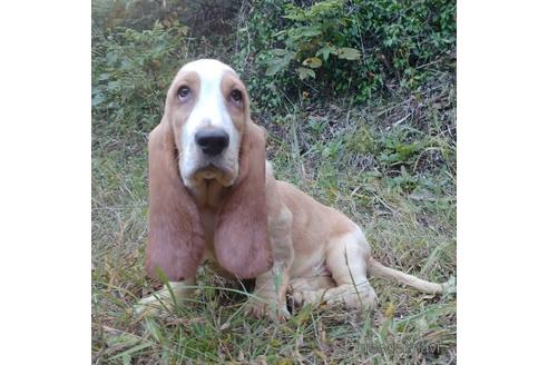 バセットハウンドの子犬を探す ブリーダーナビ