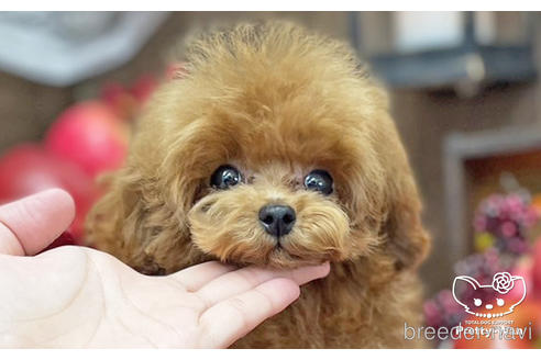 成約済の愛知県のティーカッププードル-190034の5枚目