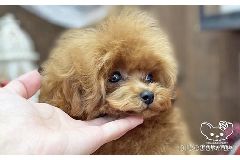 成約済の愛知県のティーカッププードル-190034の6枚目