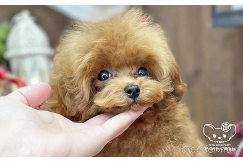 成約済の愛知県のティーカッププードル-190034の4枚目