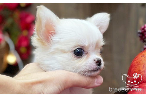 成約済の愛知県のチワワ(ロングコート)-203914の2枚目