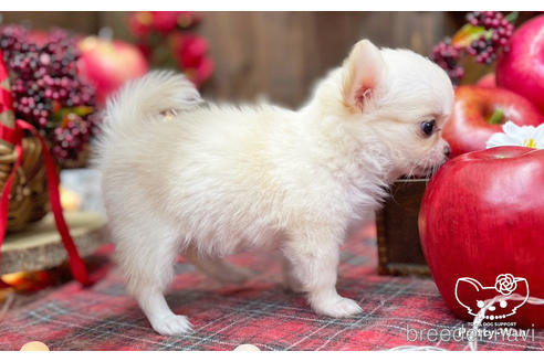 成約済の愛知県のチワワ(ロングコート)-203914の4枚目