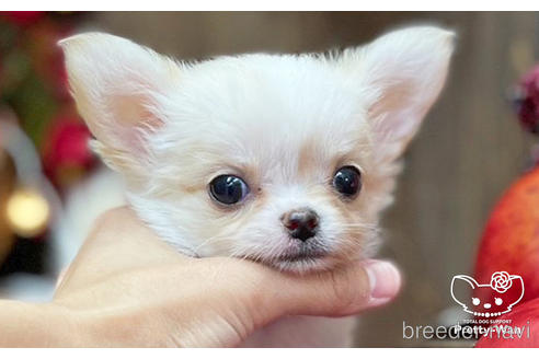 成約済の愛知県のチワワ(ロングコート)-203914の1枚目