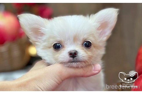 成約済の愛知県のチワワ(ロングコート)-203914の5枚目