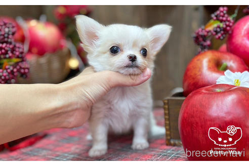 成約済の愛知県のチワワ(ロングコート)-203914の3枚目