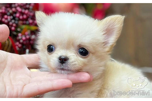 成約済の愛知県のチワワ(ロングコート)-203917の10枚目